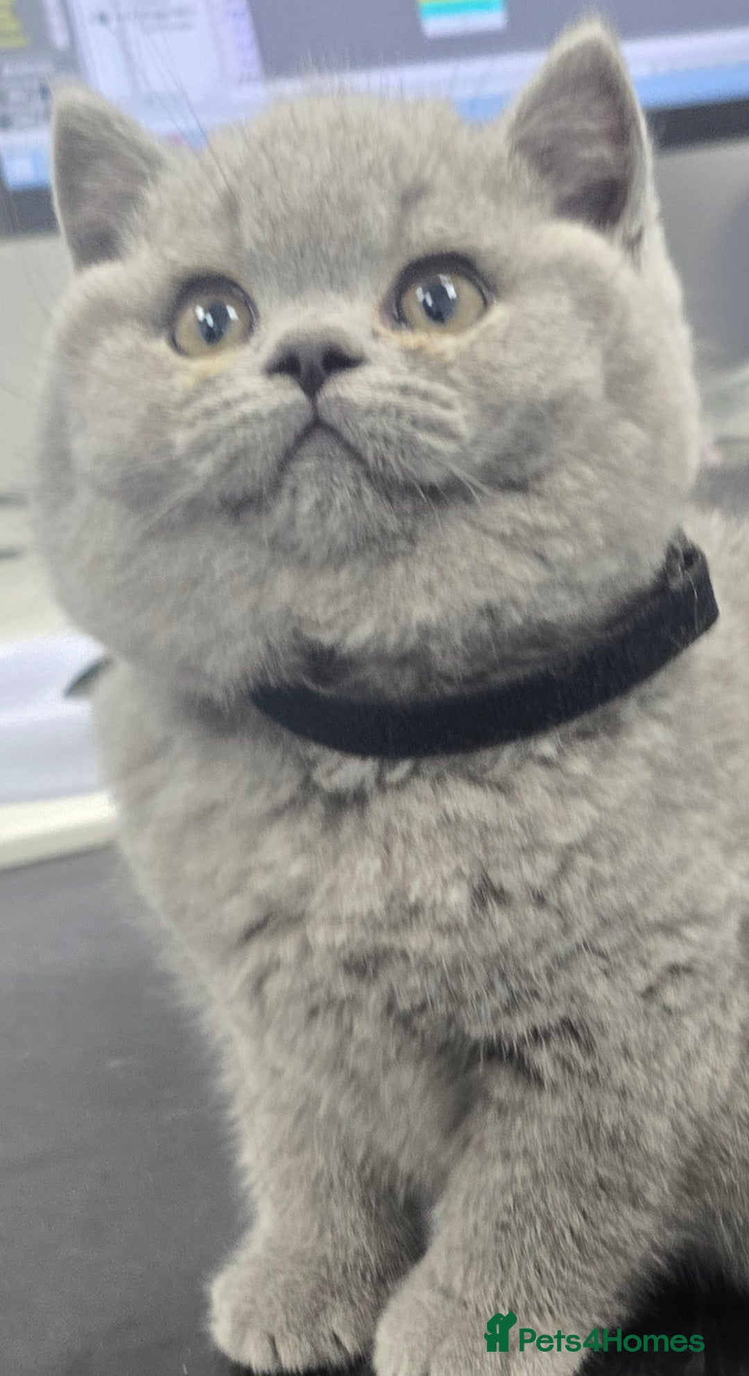 British Shorthair cats Adorable British Shorthair Kittens  - Advert 2