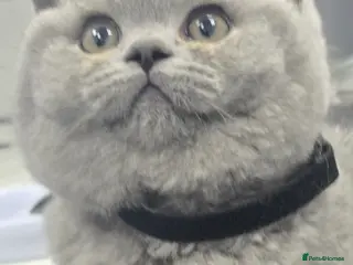 British Shorthair cats Adorable British Shorthair Kittens - Advert 3