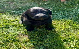 Labradoodle dogs for sale: Stunning miniature Labradoodle  - Image 4