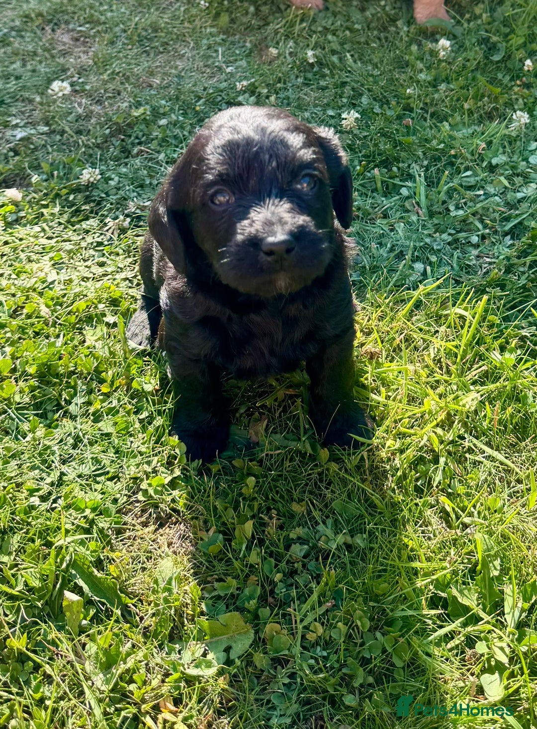 Labradoodle dogs for sale: Stunning miniature Labradoodle  - Image 4