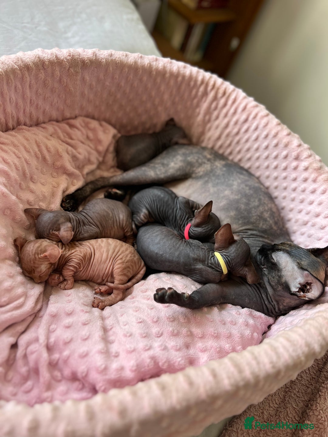 Sphynx cats for sale: HCM ******tery, pure Canadian Sphynx kittens  - Image 4