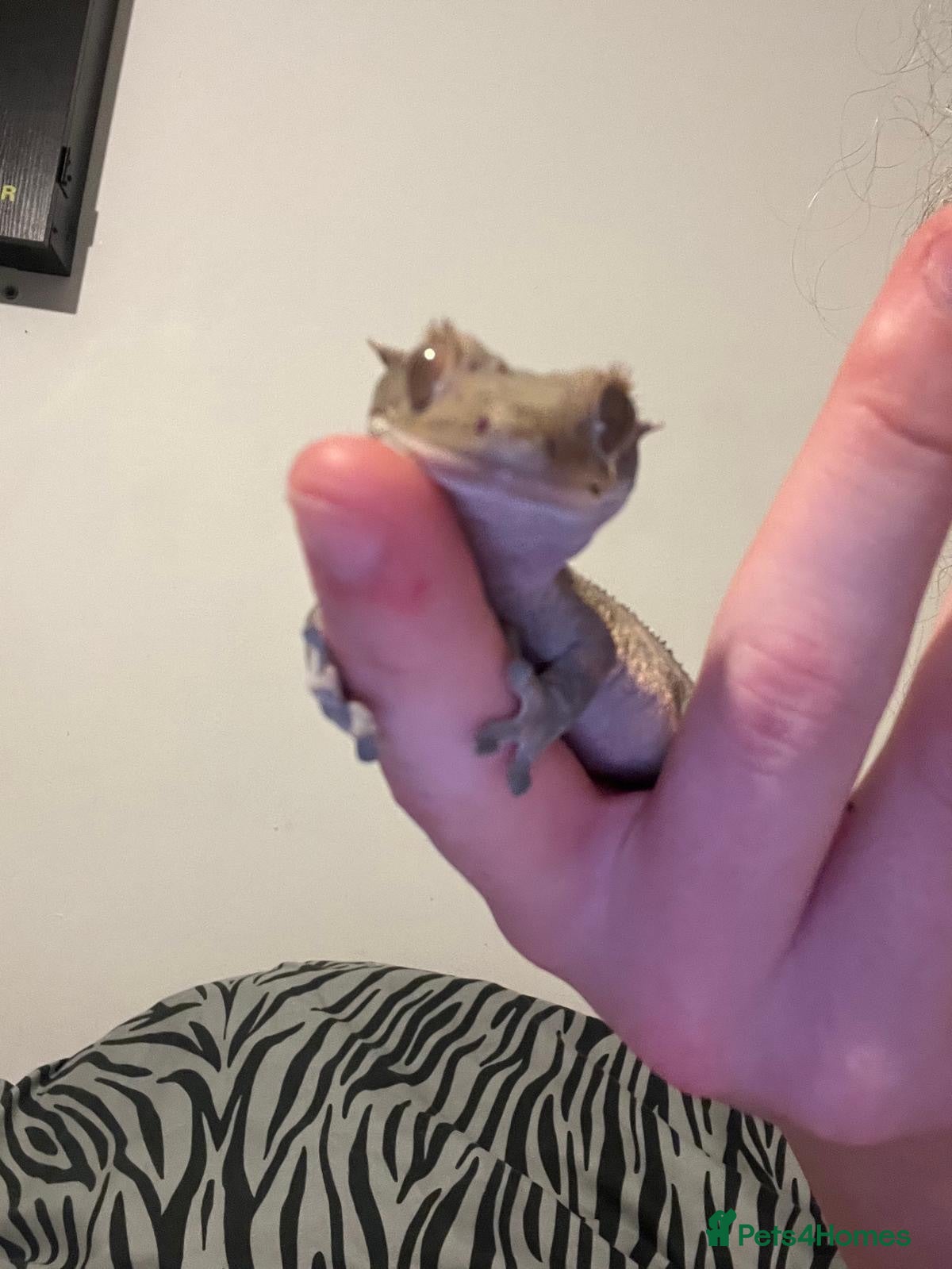 Gecko reptiles Crested Gecko for sale - Advert 3