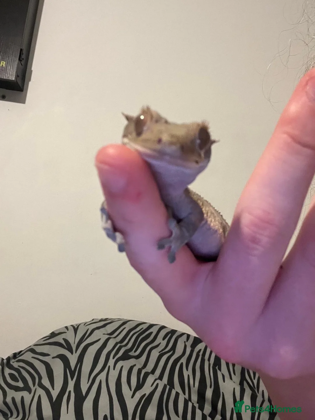 Gecko reptiles for sale: Crested Gecko for sale - Advert 1