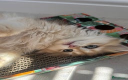 British Longhair cats for sale: STUNNINGLY BEAUTIFUL RARE GOLDEN BRITISH LONGAHIR  - Image 4
