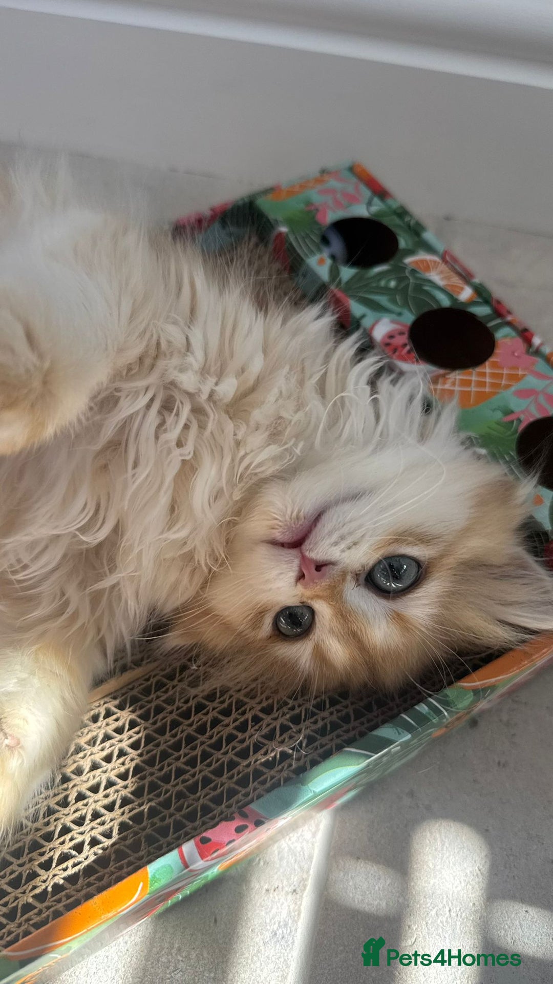 British Longhair cats for sale: STUNNINGLY BEAUTIFUL RARE GOLDEN BRITISH LONGAHIR  - Image 4