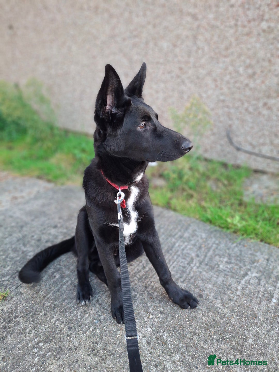 German Shepherd dogs for sale: German Shepherd KC Registered - Advert 9