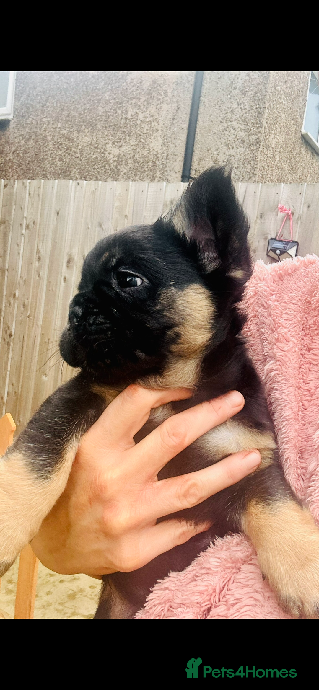 French Bulldog dogs for sale: Full Fluffy KC French bulldog Pupps 2 boys 1 girl  - Image 20