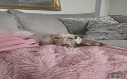 Miniature Dachshund dogs for sale: Lilac dapple Minature Daschaund - Image 4