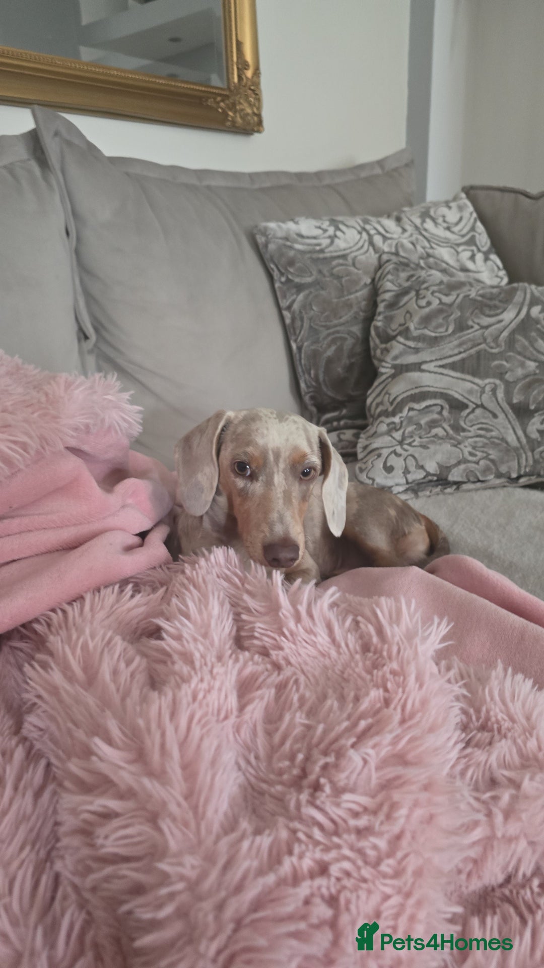 Miniature Dachshund dogs for sale: Lilac dapple Minature Daschaund - Image 4