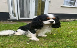 Cavalier King Charles Spaniel dogs for sale: KC Reg Black & Tan Cavalier Girl Puppies  - Image 15