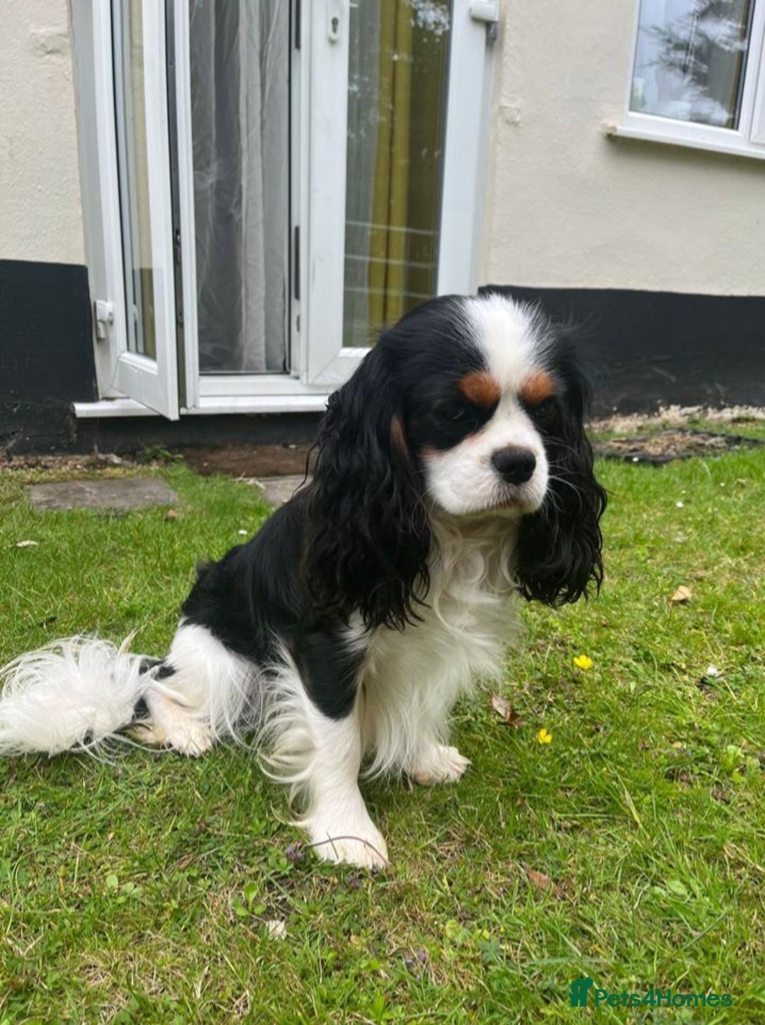 Cavalier King Charles Spaniel dogs for sale: KC Reg Black & Tan Cavalier Girl Puppies  - Image 15