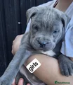 Cane Corso Puppy 9