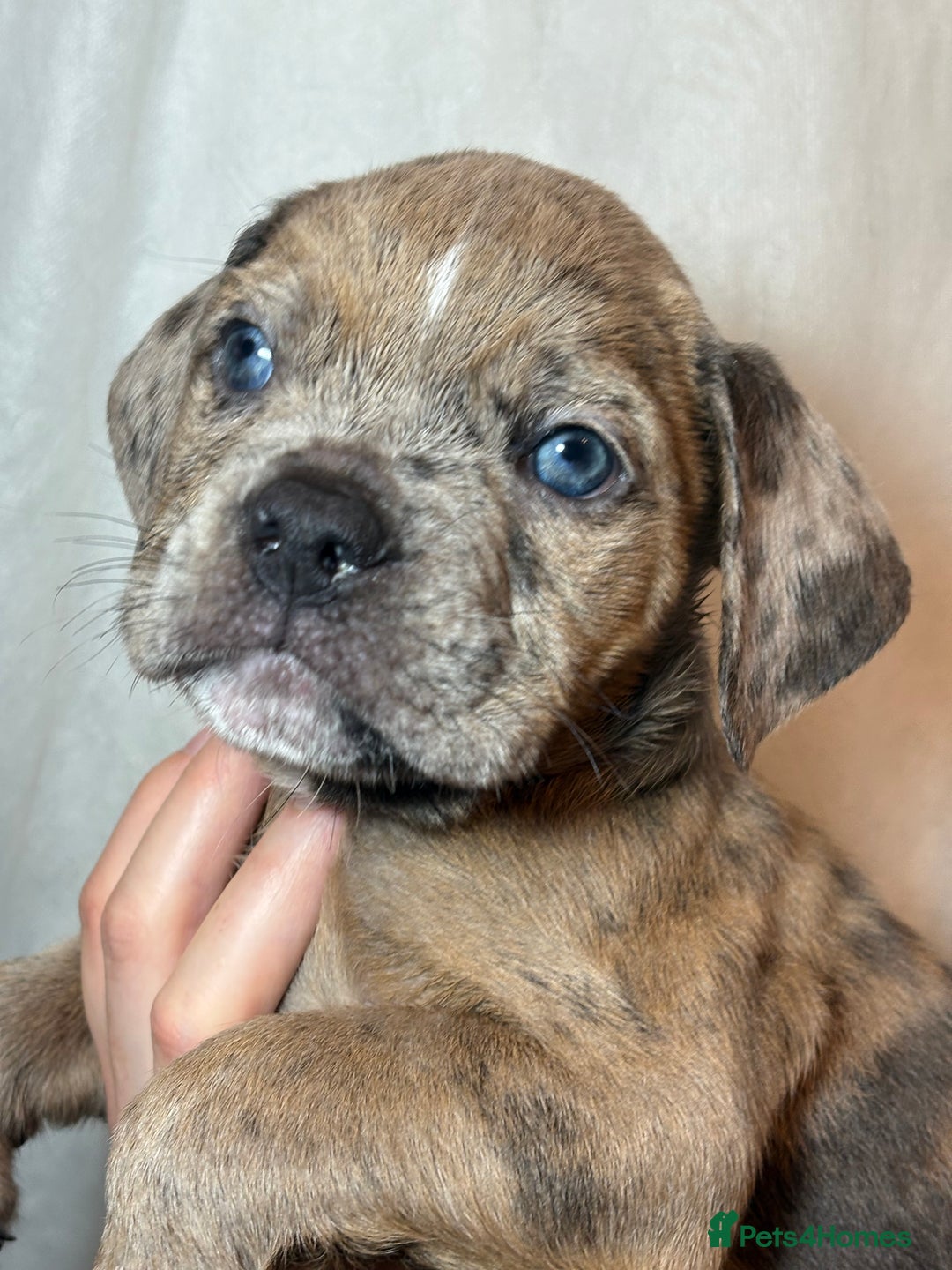 Olde English Bulldogge dogs for sale: 8 week old Olde English Bulldogges  - Advert 24
