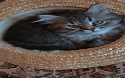 Siberian cats for sale: Siberian GCCFxGolden Chinchilla GCCF - Image 7