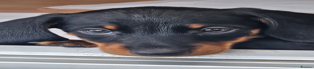 Dachshund Puppy 2