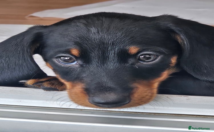 Dachshund dogs - Advert 1