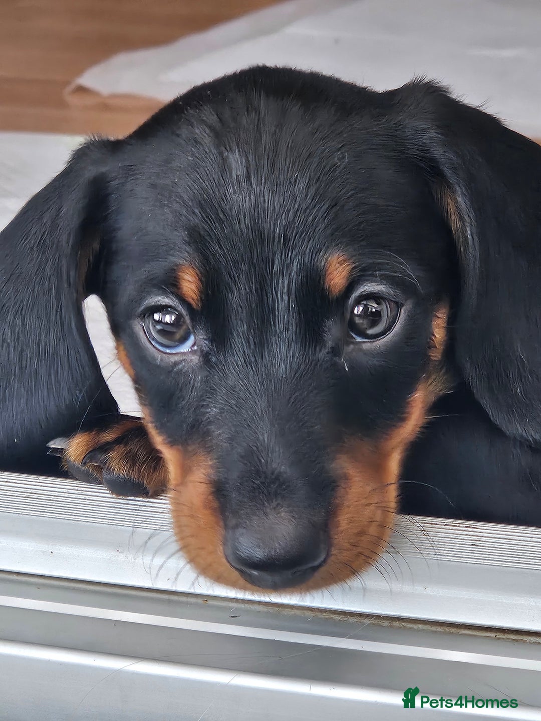 Dachshund dogs for sale: Miniature Dachsunds ready 2/9 - Image 1