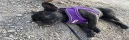French Bulldog dogs for sale: Brindle female kennel club reg adult available  - Advert 11