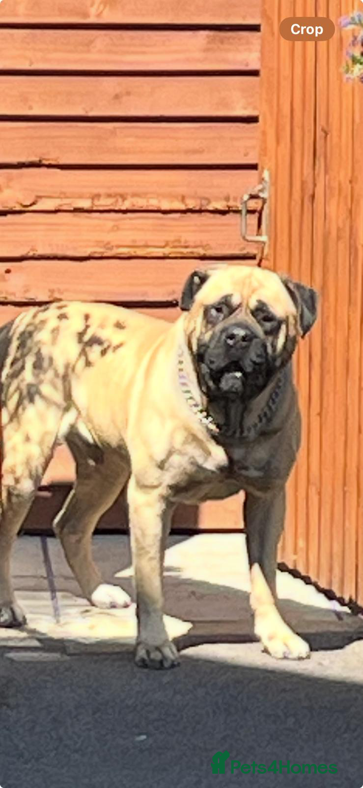 Bullmastiff dogs Stud Dog Available for Breeding in Slough - Advert 13