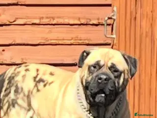 Bullmastiff dogs Stud Dog Available for Breeding in Slough - Advert 13