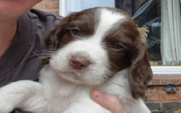 Sprocker dogs for sale: Sprocker F1  - Image 9