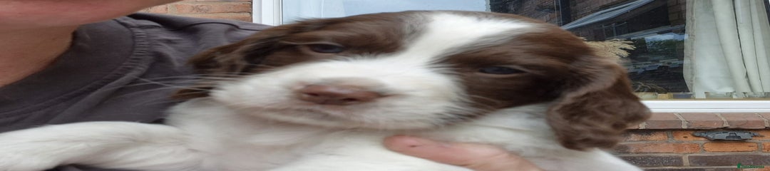 Sprocker Puppy 2