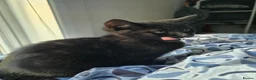 Mixed Breed cats for sale: Cats for sale - Advert 20