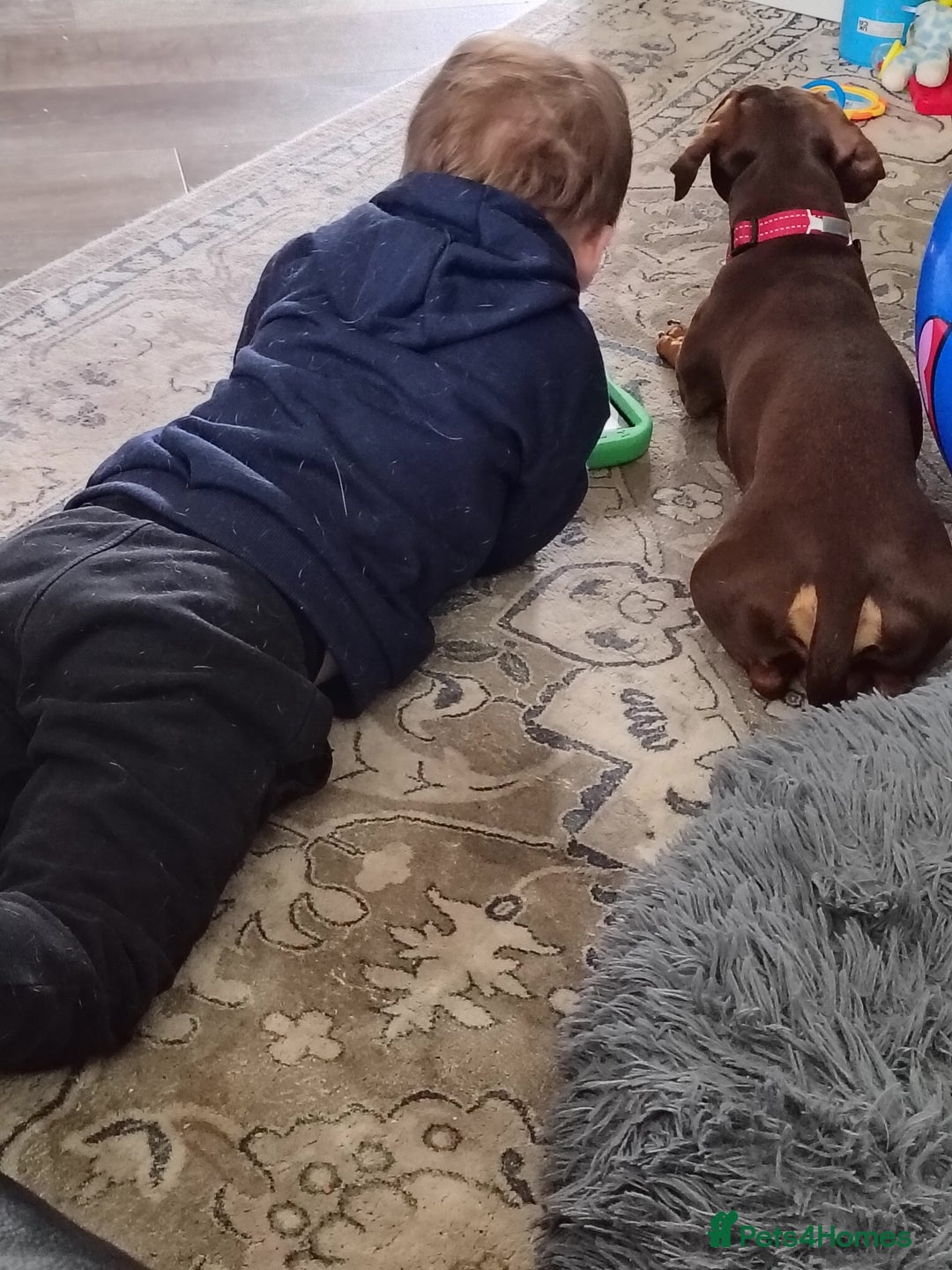 Dachshund dogs for sale: 3yr old male dashy needs experienced owner - Image 7