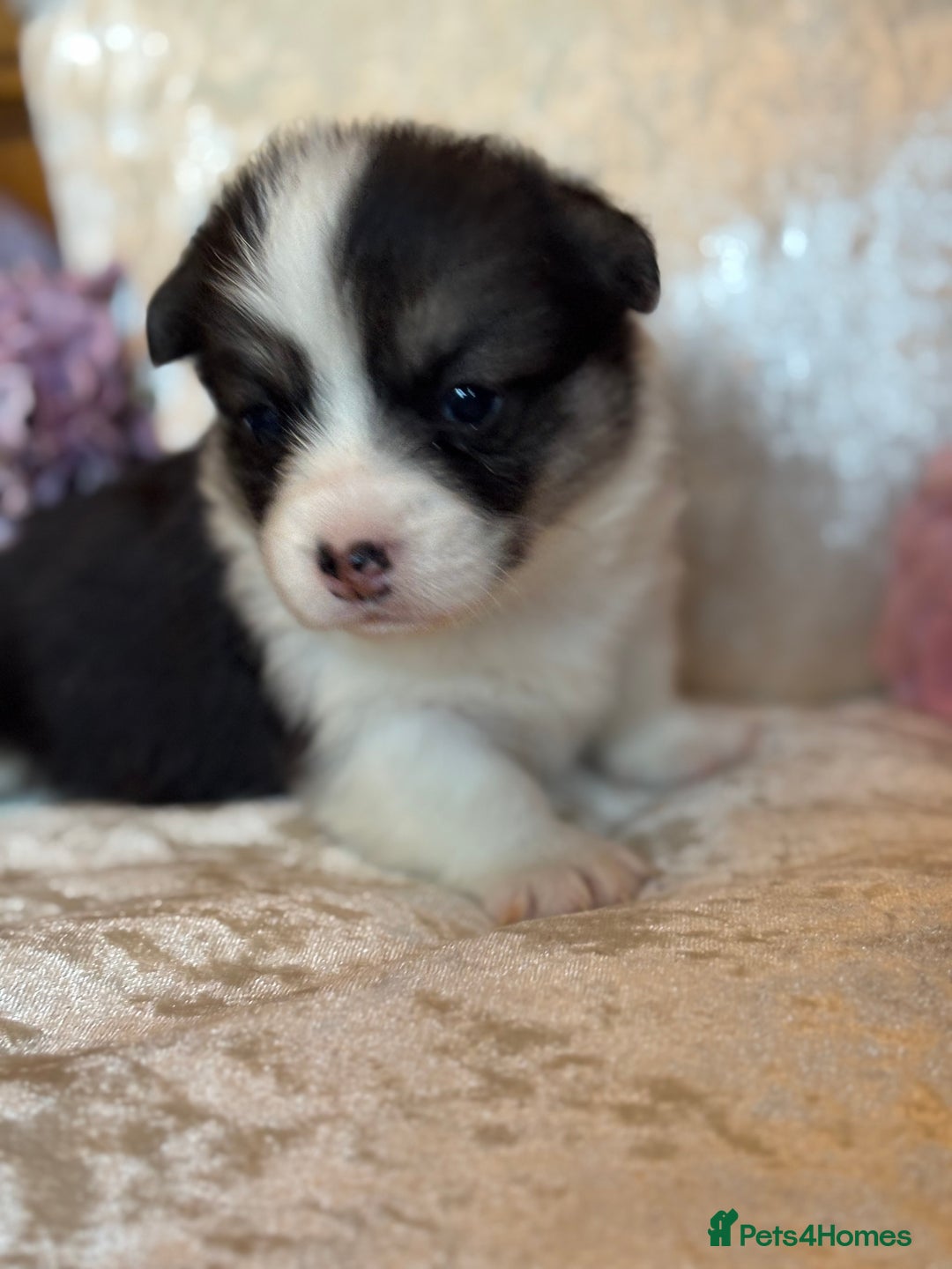 Welsh Corgi Pembroke dogs for sale: Pedigree, health tested parents, licensed breeder - Image 29
