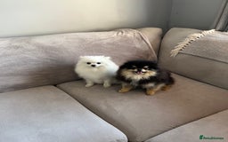 Pomeranian dogs for sale: Last Pomeranian Male - Image 11