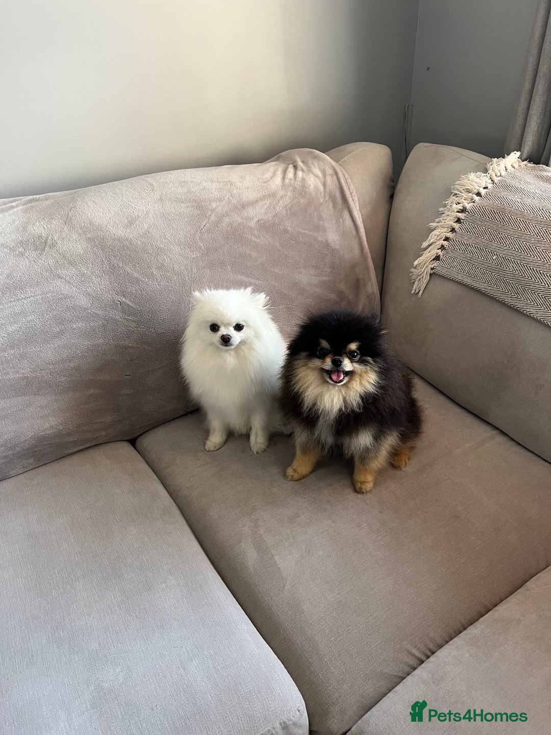 Pomeranian dogs for sale: Last Pomeranian Male - Image 11