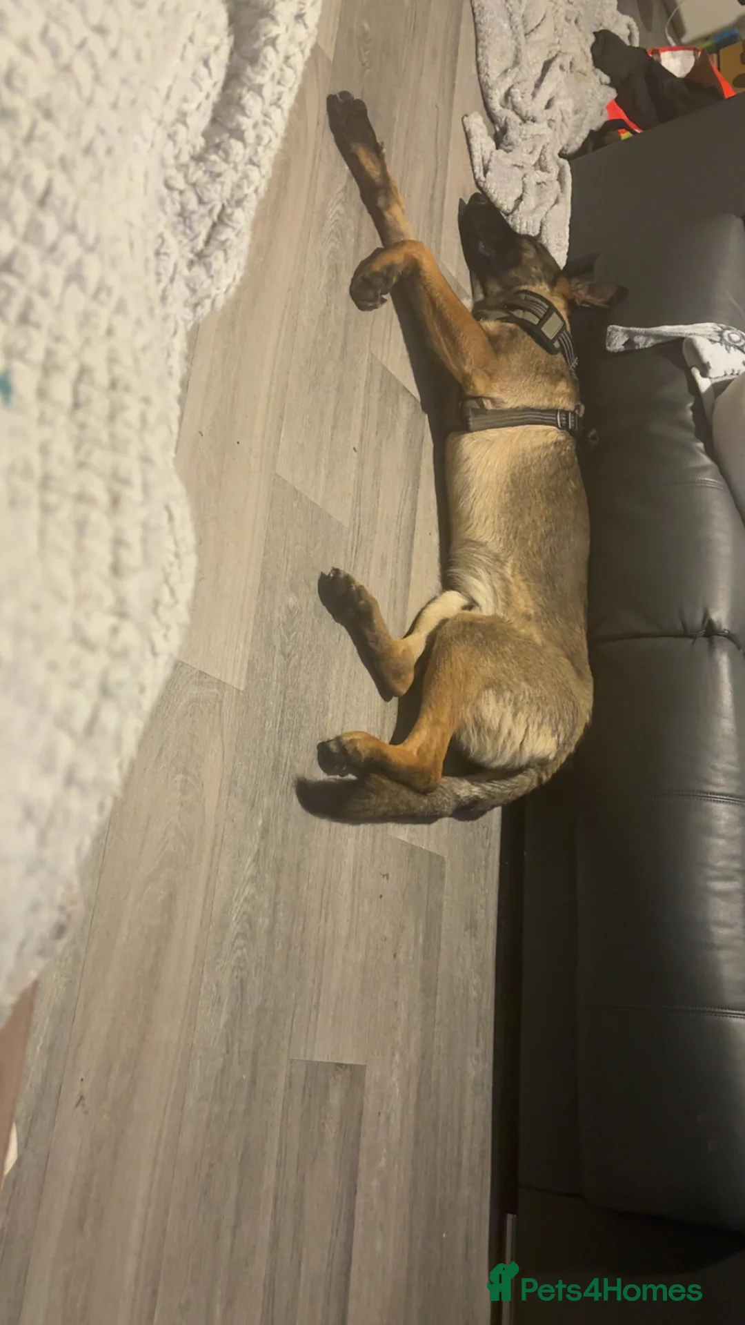 Belgian Shepherd Dog dogs for sale: Belgium mali  - Advert 2