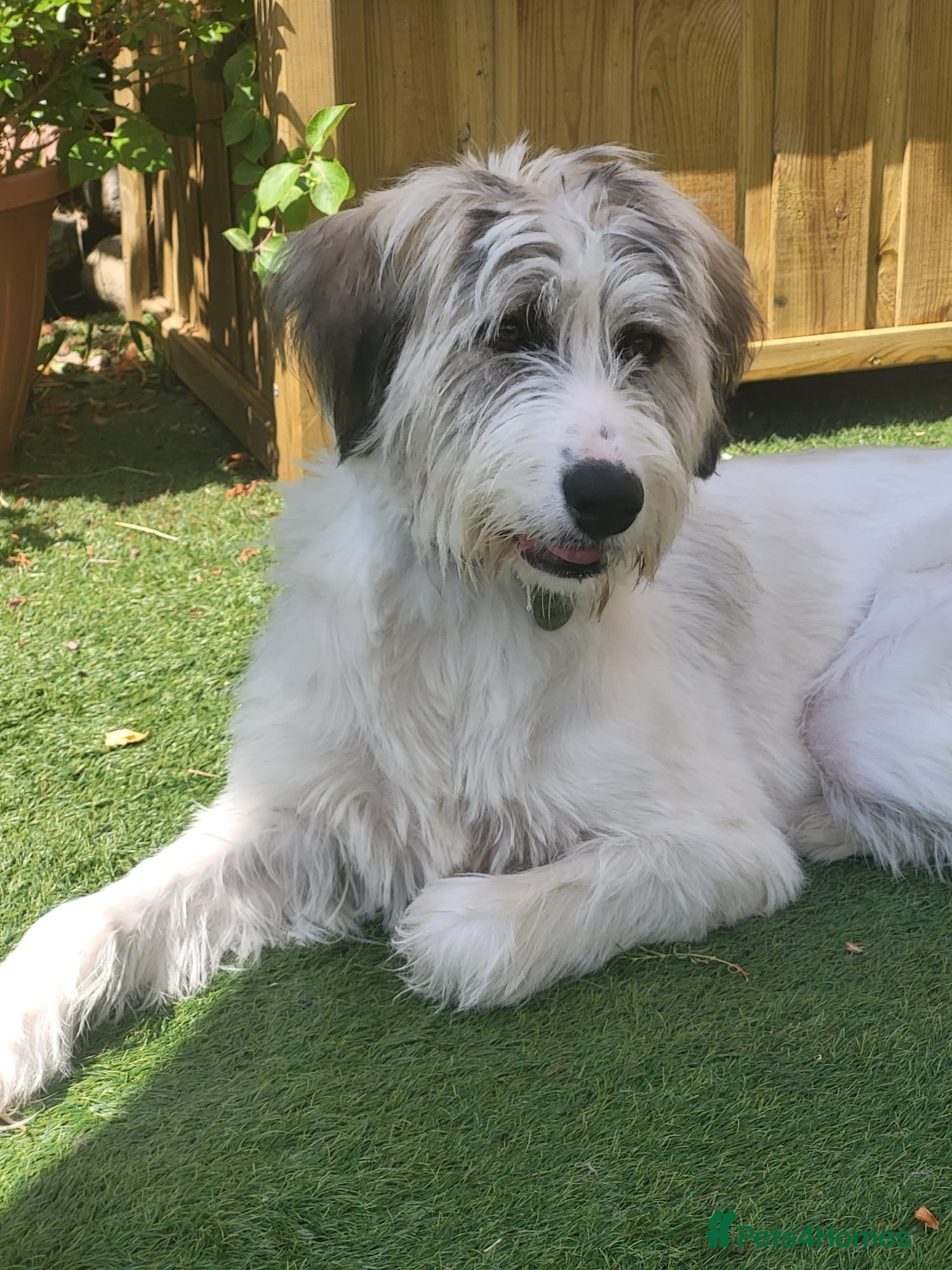 Mixed Breed dogs RAYNA - Advert 1