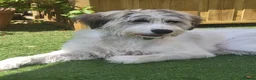 Mixed Breed dogs for adoption: RAYNA - Advert 1