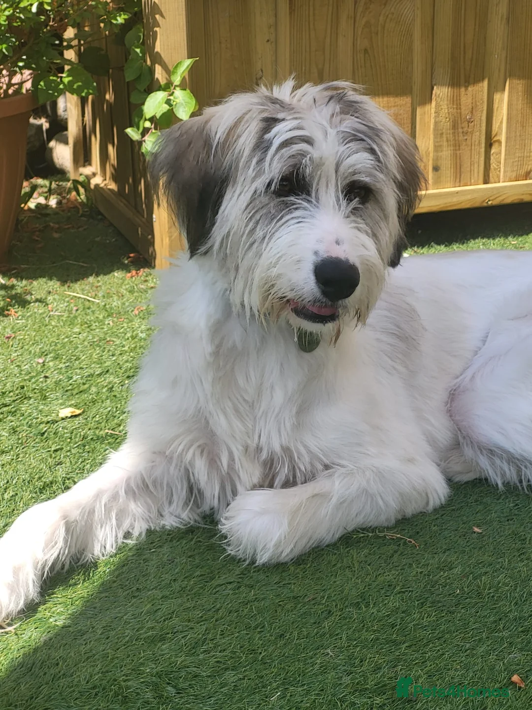 Mixed Breed dogs for adoption: RAYNA - Advert 1
