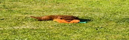 Toy Poodle dogs for sale: Beautiful Asian toy poodles  - Advert 4