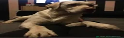 Labrador Retriever dogs for sale: Show type K.C reg labrador puppies, DUE 22/10/26. - Advert 6
