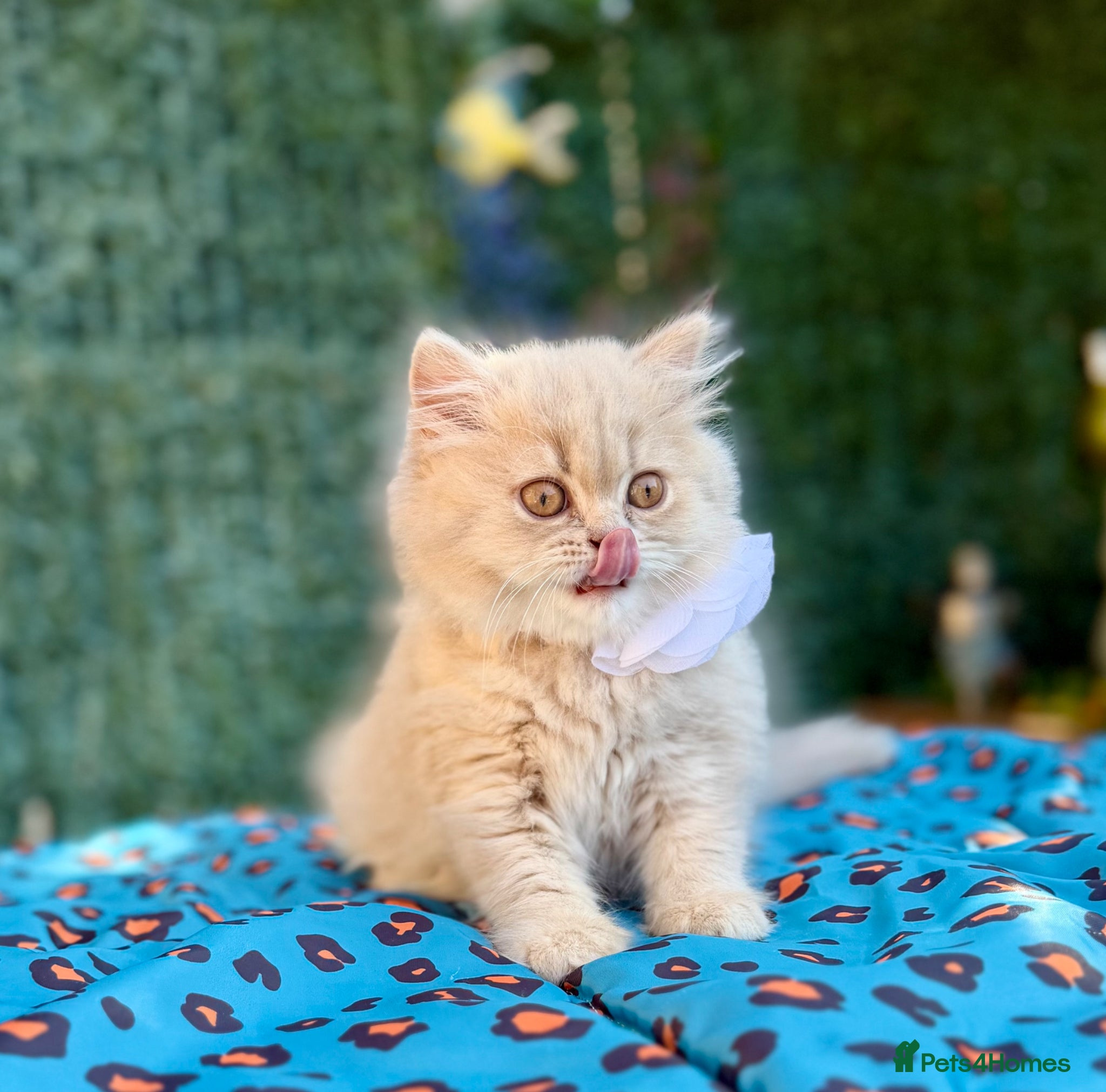 British Longhair cats 🎀Last longhair girl available from this litter.  - Advert 2