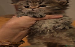 Siberian cats for sale: Siberian GCCFxGolden Chinchilla GCCF - Advert 13