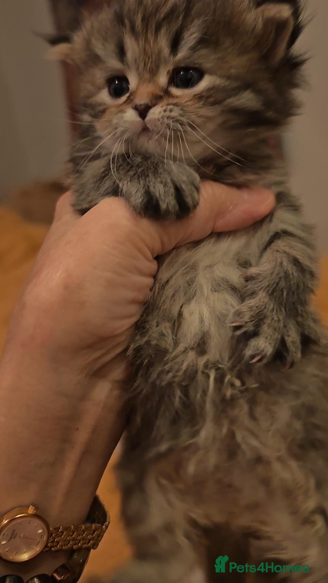 Siberian cats for sale: Siberian GCCFxGolden Chinchilla GCCF - Advert 13