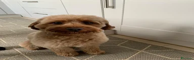 Cavapoo 1