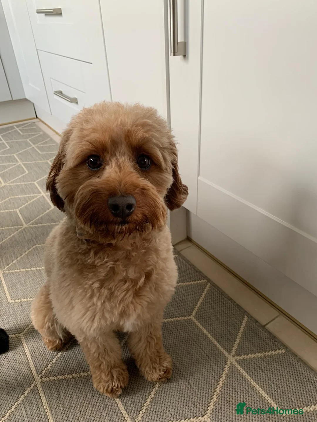 Cavapoo dogs for sale: Gorgeous girl needing loving home.  - Advert 4