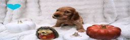 Cocker Spaniel dogs for sale: Beautiful cocker spaniel puppies  - Advert 5