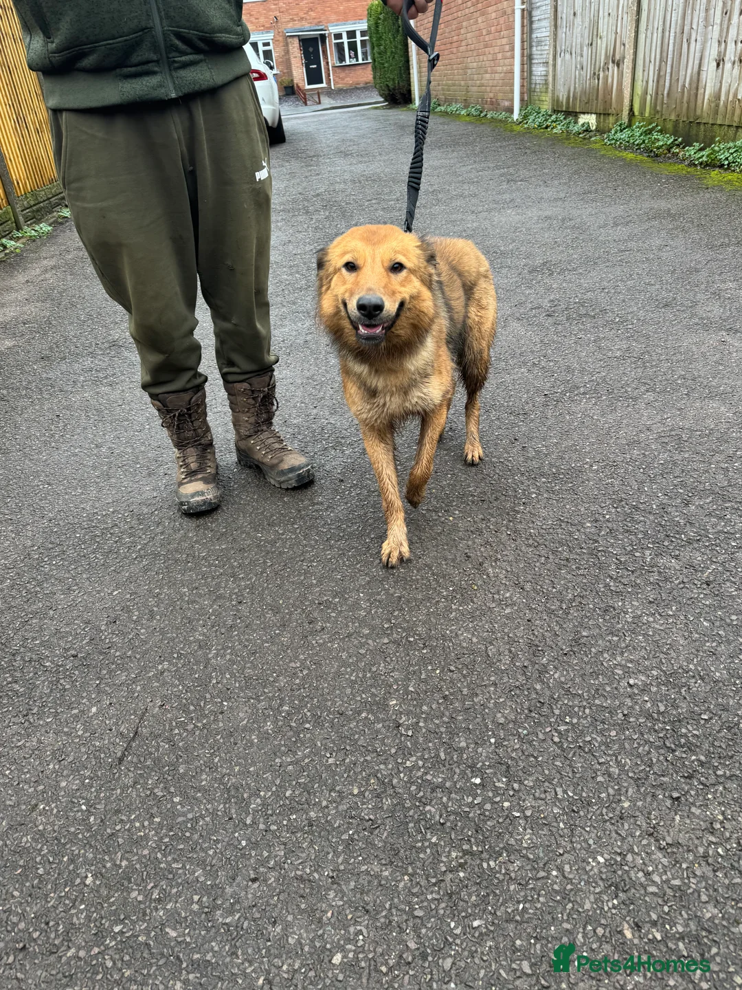 Mixed Breed dogs for sale: German Shepard cross - Advert 1