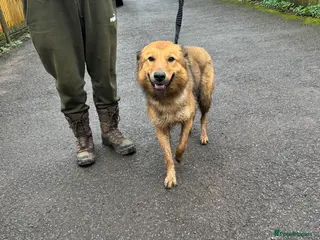 Mixed Breed dogs German Shepard cross - Advert 1