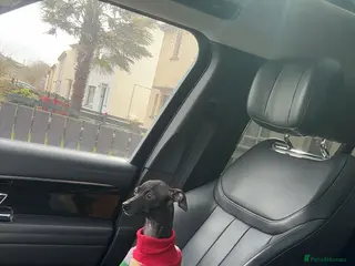 Italian Greyhound dogs Stunning Italian greyhound puppy - Advert 12