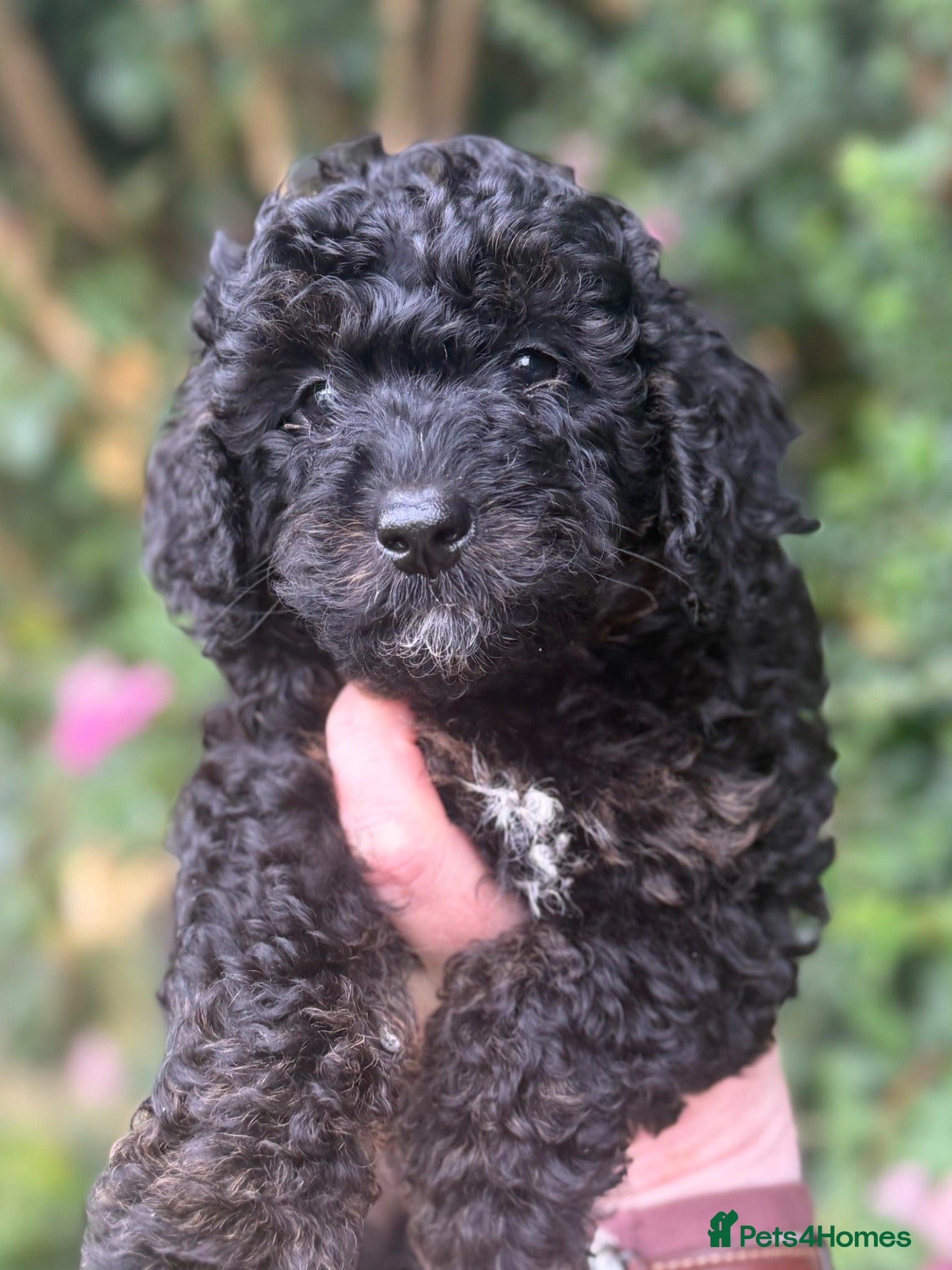 Cavapoo dogs Cavapoo. Super curly 5* Council reg - Advert 2