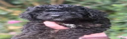 Cavapoo dogs for sale: Cavapoo. Super curly 5* Council reg - Advert 4