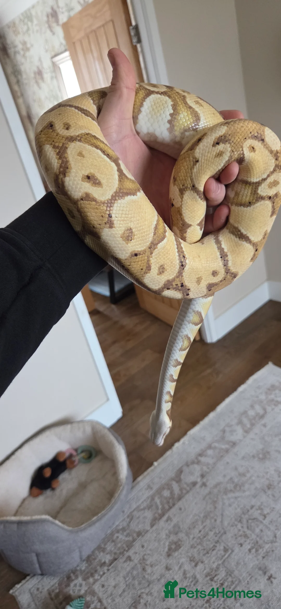 Python Snake reptiles for sale: Banana royal python  - Advert 5