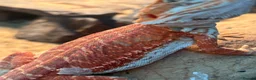 Bearded Dragon reptiles for sale: Baby Red monster bearded dragon  - Advert 3